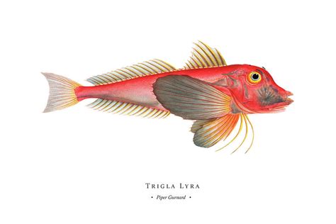 piper fish|Piper gurnard .